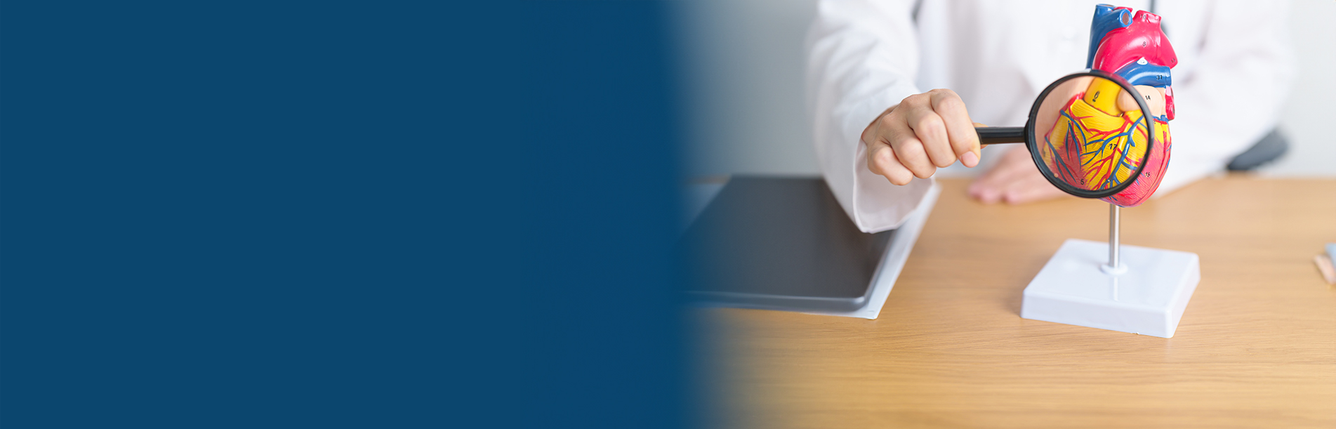 doctor using magnifying glass on human heart figure