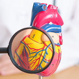 magnifying glass over human heart figure