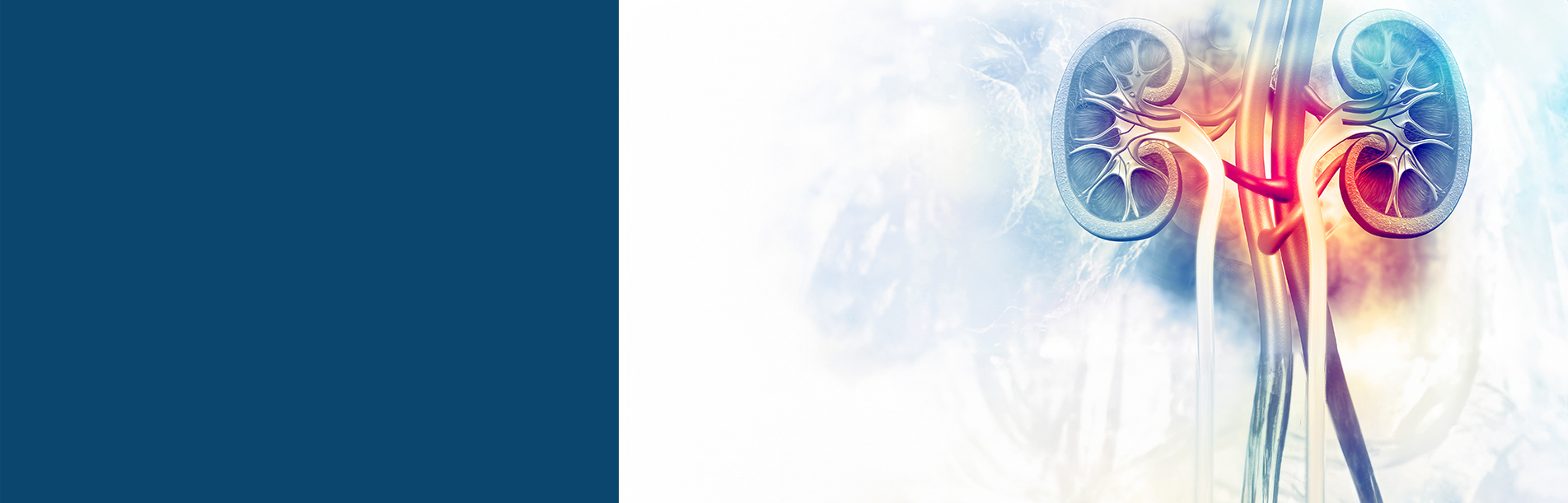 header graphic of kidney glands