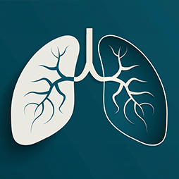 graphic of human lungs