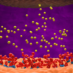 myasthenia gravis