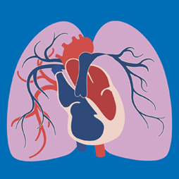 illustration of heart and lungs